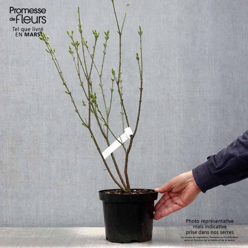 Example of Euonymus europaeus Red Cascade - Fusain d'Europe Pot de 2L/3L as you get in printemps