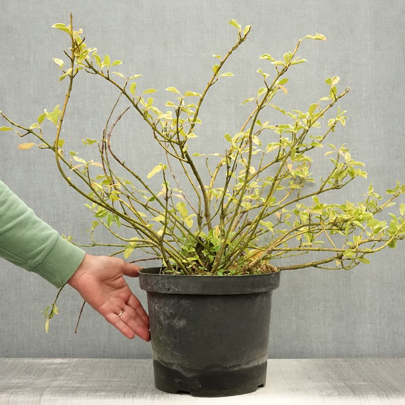 Spécimen de Euonymus fortunei Blondy - Fusain persistant panaché Pot de 7,5L/10L tel que livré en été
