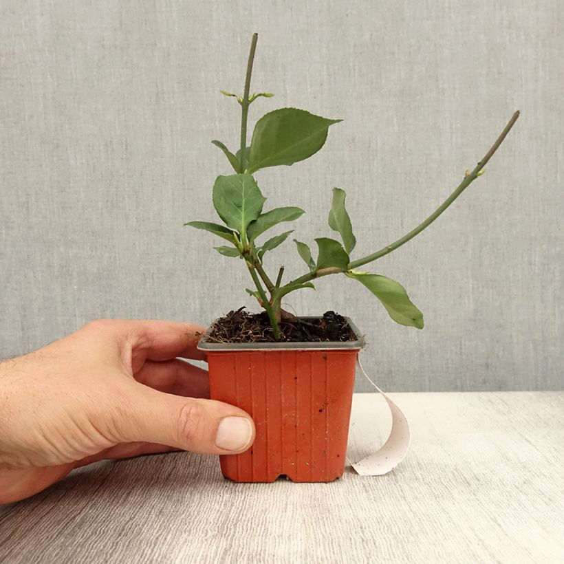 Spécimen de Euonymus fortunei Dart's Blanket - Fusain rampant Godet de 8/9 cm tel que livré en automne