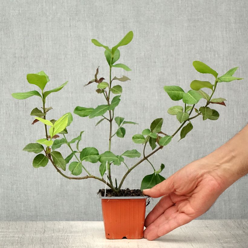 Example of Euonymus fortunei Dart's Blanket - Fusain rampant Godet de 8/9 cm as you get in printemps