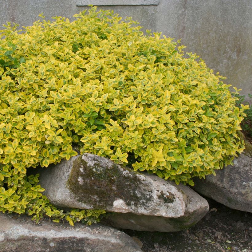 Euonymus fortunei Emerald 'n gold - Fusain (Plant habit)