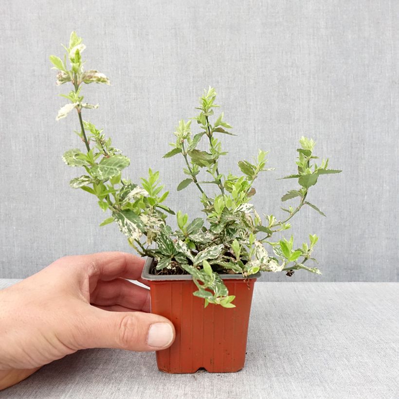 Spécimen de Euonymus fortunei Harlequin - Fusain persistant panaché Godet de 8/9 cm tel que livré au printemps
