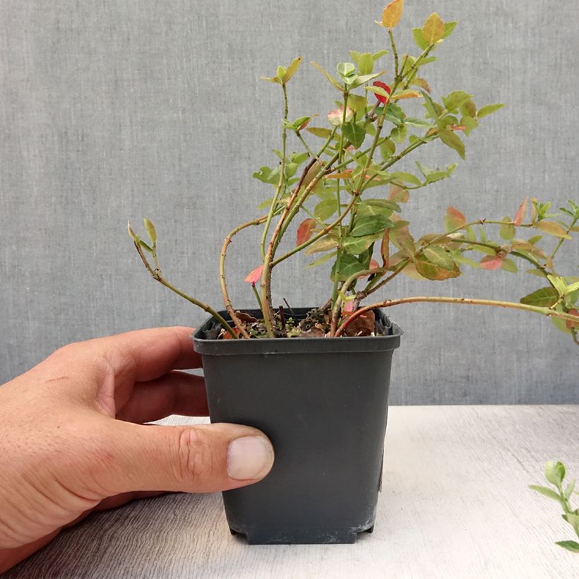 Spécimen de Euonymus fortunei Radicans - Fusain rampant Godet de 8/9 cm tel que livré en été