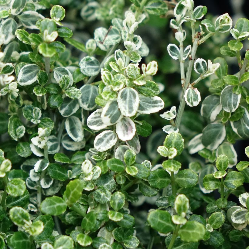 Euonymus fortunei Silver Carpet - Fusain persistant (Feuillage)