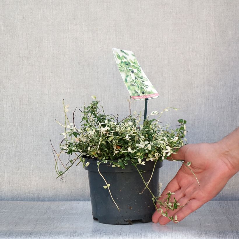 Spécimen de Euonymus fortunei Silverstone - Fusain persistant Pot de 2L/3L tel que livré en été