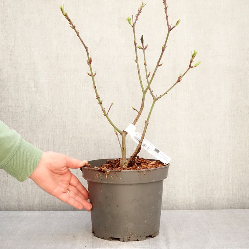 Spécimen de Euonymus grandiflorus Ruby Wine - Fusain Pot de 4L/5L tel que livré en hiver