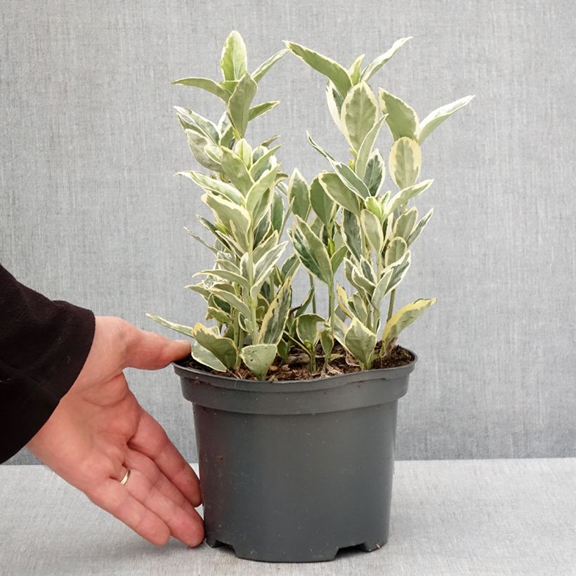 Example of Euonymus japonicus Bravo - Fusain du Japon Pot de 2L/3L as you get in printemps