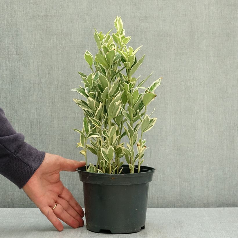 Spécimen de Euonymus japonicus Bravo - Fusain du Japon Pot de 2L/3L tel que livré en été