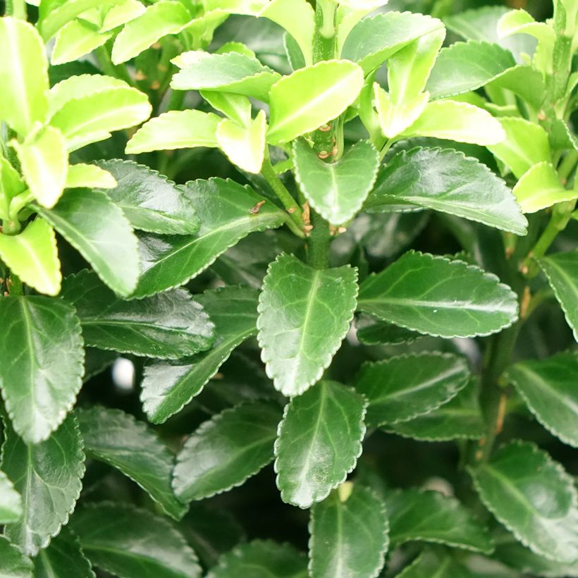 Euonymus japonicus Green Rocket - Fusain du Japon érigé (Feuillage)