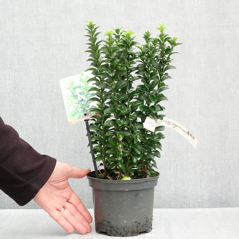 Spécimen de Euonymus japonicus Green Rocket - Fusain du Japon érigé Pot de 2L/3L tel que livré en automne