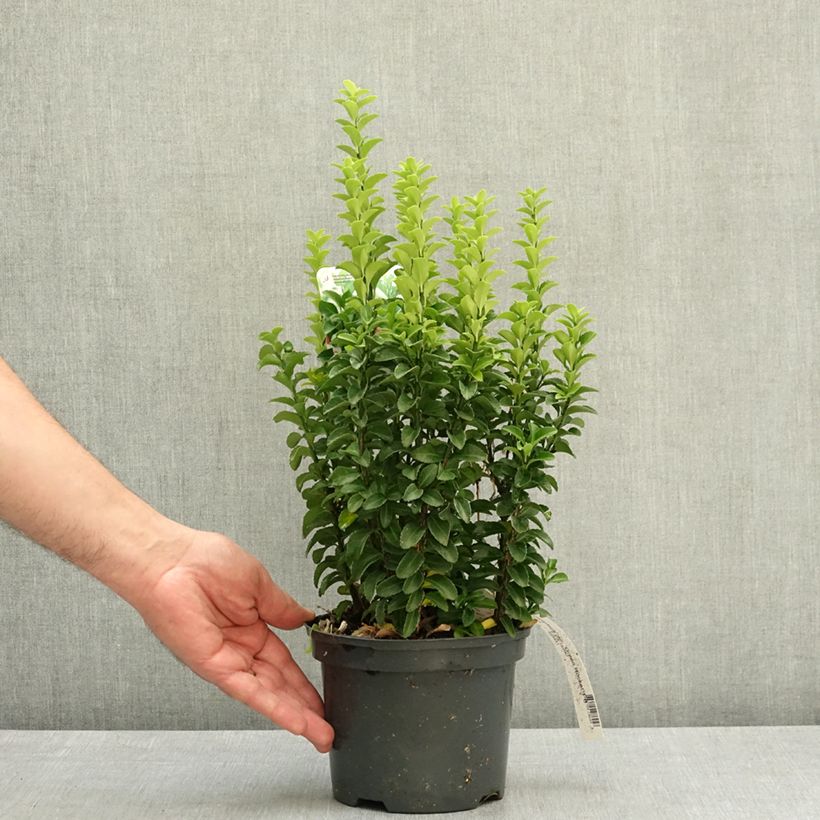 Spécimen de Euonymus japonicus Green Rocket - Fusain du Japon érigé Pot de 2L/3L tel que livré au printemps