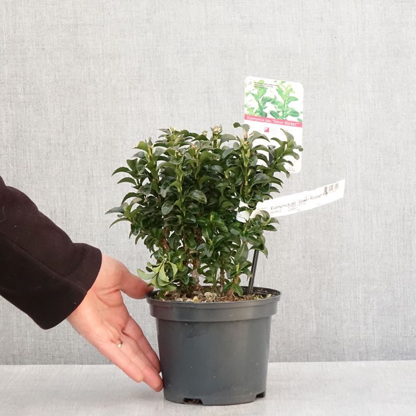 Example of Euonymus japonicus Green Rocket - Fusain du Japon érigé Pot de 2L/3L as you get in hiver