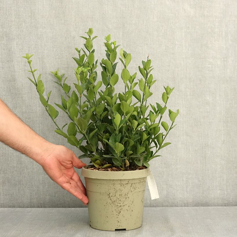 Spécimen de Euonymus japonicus Himalaya - Fusain du Japon Pot de 3L/4L tel que livré en été