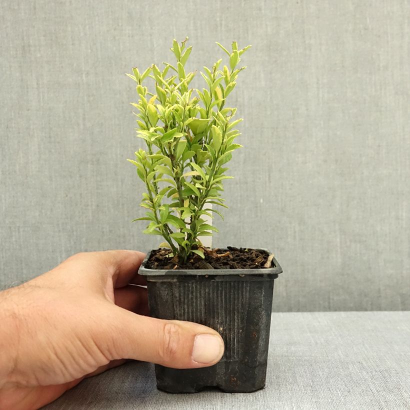 Spécimen de Euonymus japonicus Microphyllus Aureovariegatus - Fusain Godet de 8/9 cm tel que livré en été