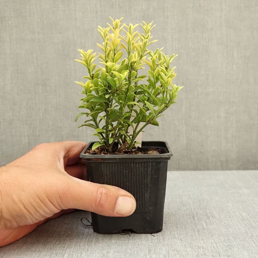 Spécimen de Euonymus japonicus Microphyllus Aureovariegatus - Fusain Godet de 8/9 cm tel que livré au printemps