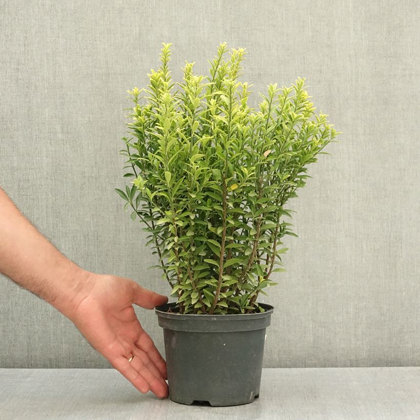 Spécimen de Euonymus japonicus Microphyllus Aureovariegatus - Fusain Pot de 2L/3L tel que livré en été