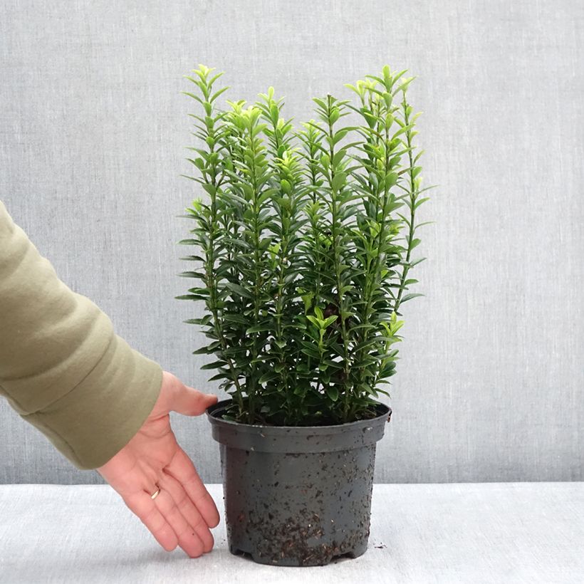 Example of Euonymus japonicus Microphyllus Aureovariegatus - Fusain Pot de 2L/3L as you get in hiver