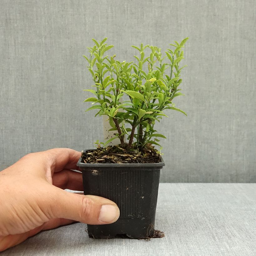 Spécimen de Euonymus japonicus Microphyllus  - Fusain du Japon Godet de 8/9 cm tel que livré en été