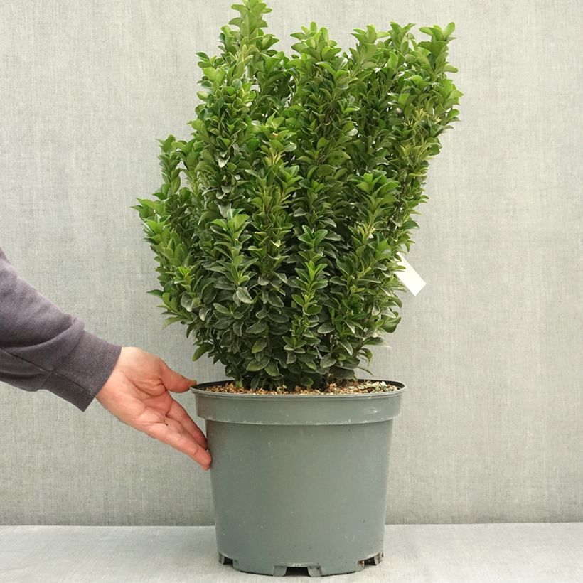 Spécimen de Euonymus japonicus Paloma Blanca - Fusain du Japon Pot de 7,5L/10L tel que livré en été