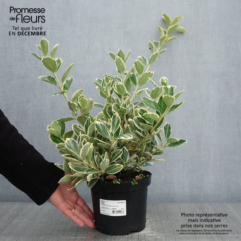 Spécimen de Euonymus japonicus Président Gauthier - Fusain du Japon Pot de 2L/3L tel que livré en automne