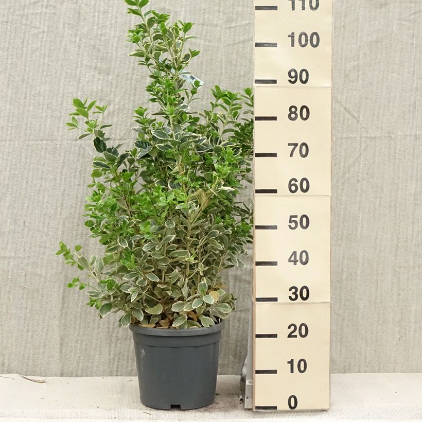 Example of Euonymus japonicus Président Gauthier - Fusain du Japon Pot de 7,5L/10L as you get in printemps