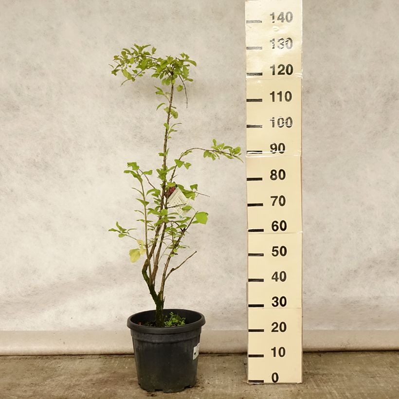Spécimen de Euonymus phellomanus - Fusain de Chine Pot de 12L/15L tel que livré en été