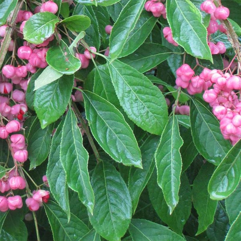 Euonymus phellomanus - Fusain de Chine (Foliage)