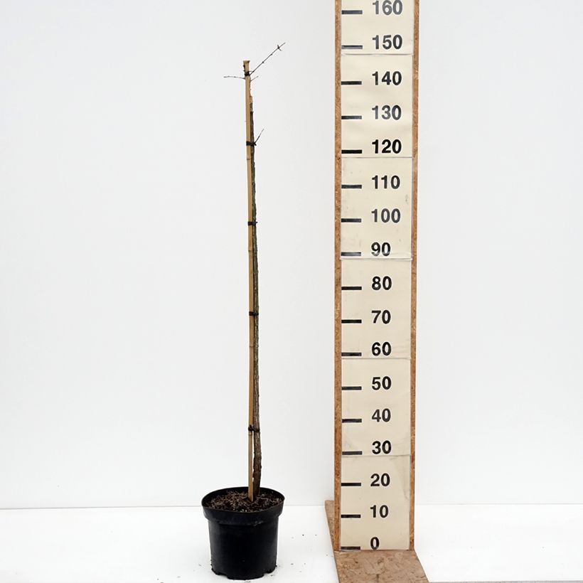 Spécimen de Euonymus phellomanus Silver Surprise - Fusain de Chine Pot de 4L/5L, Tige tel que livré en hiver