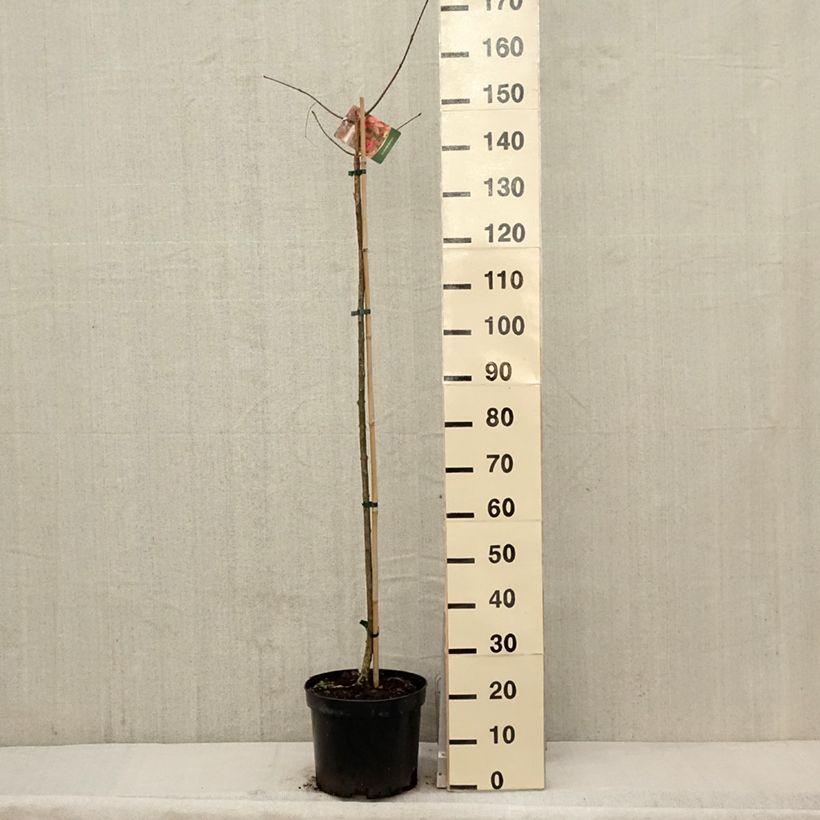 Example of Euonymus planipes - Fusain Pot de 7,5L/10L as you get in printemps