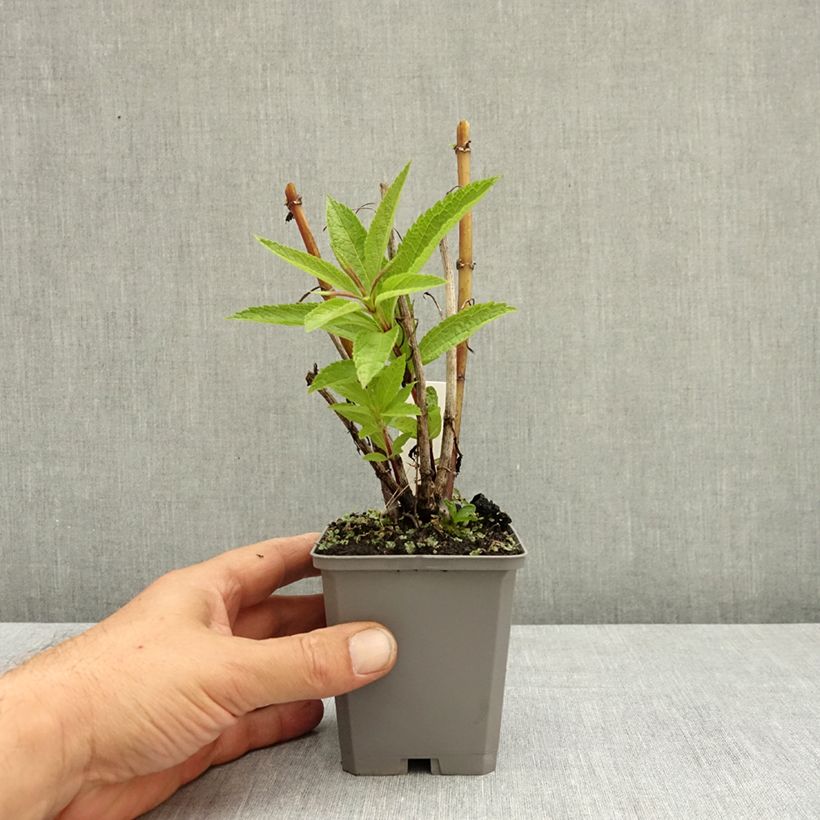 Spécimen de Eupatorium hybride Baby Joe - Eupatoire Godet de 8/9 cm tel que livré en été