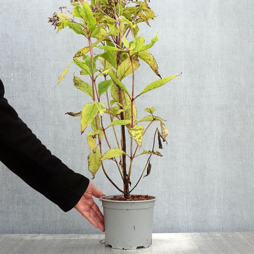 Spécimen de Eupatorium hybride Baby Joe - Eupatoire Pot de 2L/3L tel que livré en automne