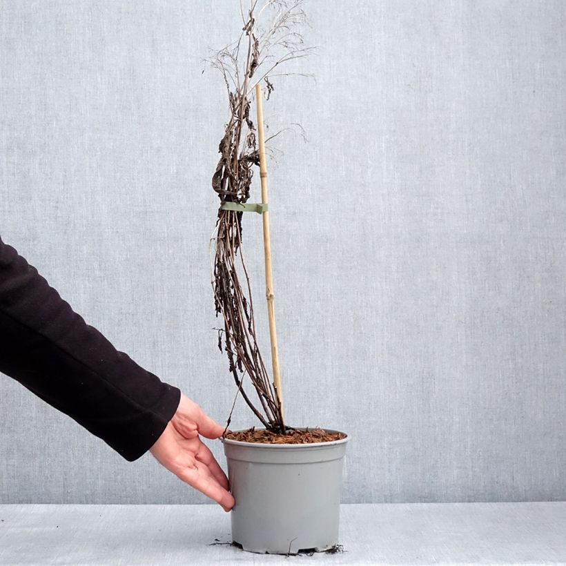 Example of Eupatorium hybride Baby Joe - Eupatoire Pot de 2L/3L as you get in printemps