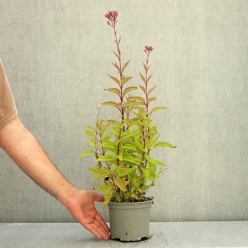 Spécimen de Eupatorium maculatum Phantom - Eupatoire Pot de 2L/3L tel que livré en été