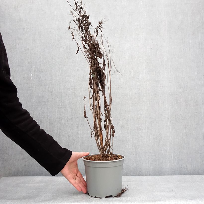 Spécimen de Eupatorium maculatum Phantom - Eupatoire Pot de 2L/3L tel que livré en hiver