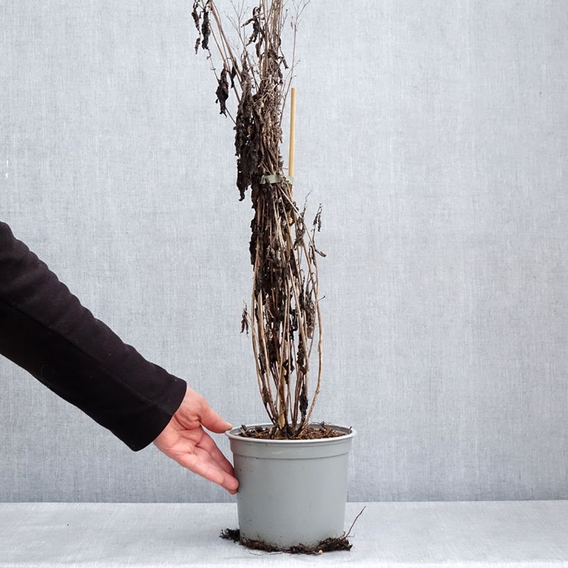 Example of Eupatorium maculatum Phantom - Eupatoire Pot de 2L/3L as you get in printemps