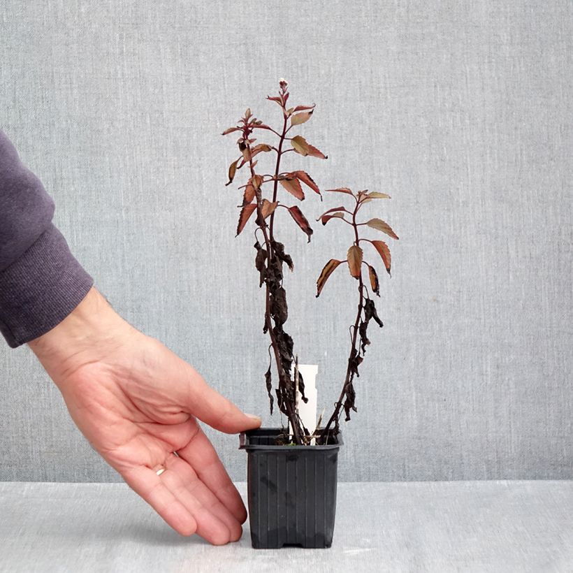 Spécimen de Eupatorium rugosum Chocolate ou Ageratina altissima Godet de 8/9 cm tel que livré en automne