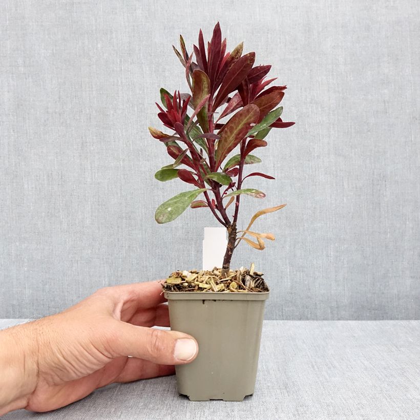 Example of Euphorbe Black Bird Godet de 8/9 cm as you get in printemps