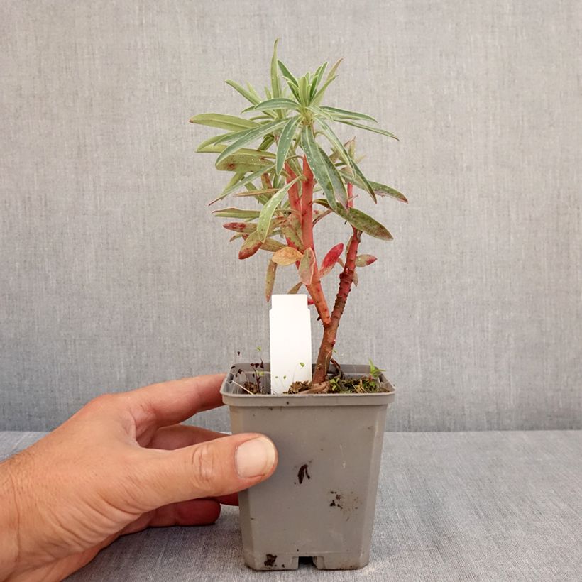 Spécimen de Euphorbe characias Blue Wonder Godet de 8/9 cm tel que livré en été