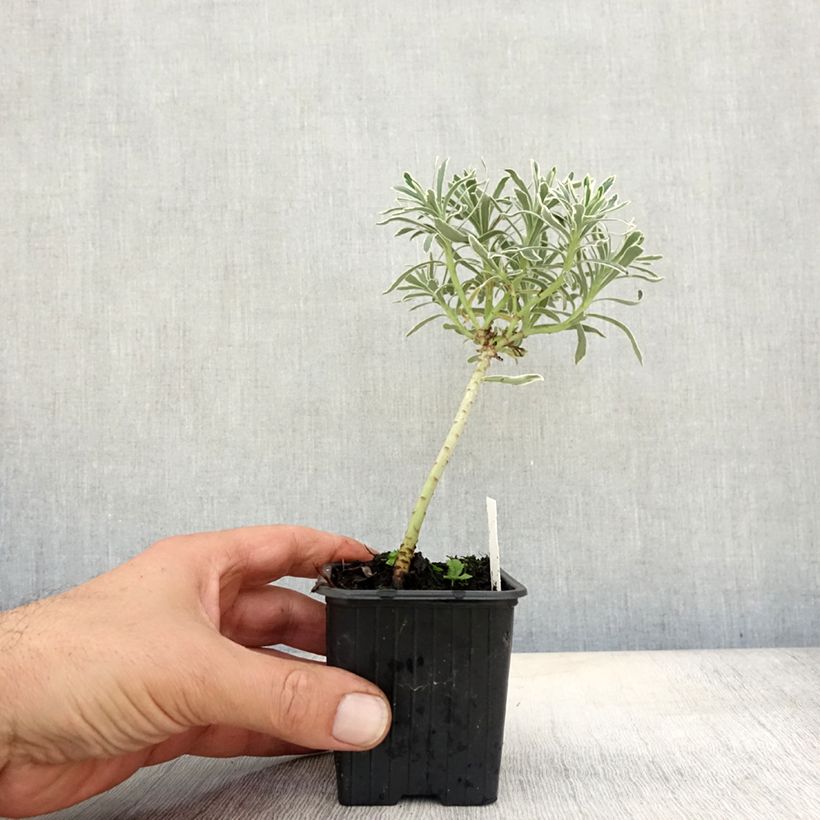 Spécimen de Euphorbe characias Glacier Blue Godet de 8/9 cm tel que livré en automne
