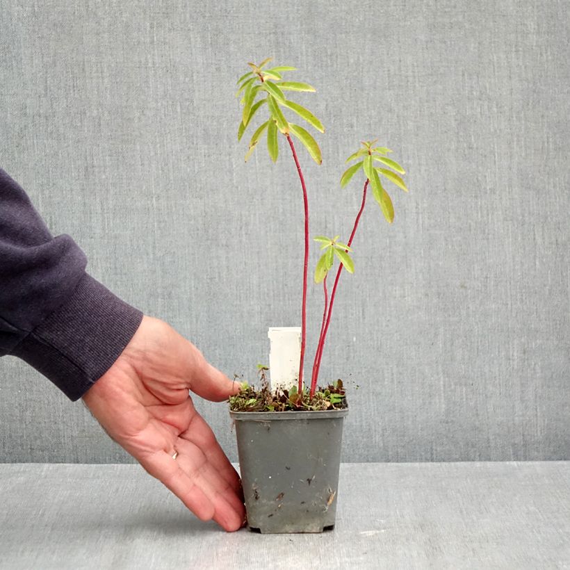 Spécimen de Euphorbia cornigera - Euphorbe Godet de 8/9 cm tel que livré en automne