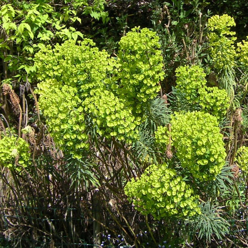 Euphorbia characias - Euphorbe arbustive (Flowering)