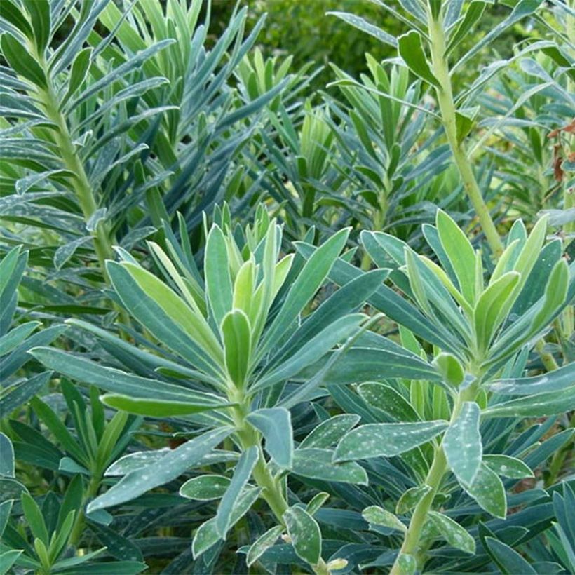 Euphorbia characias - Euphorbe arbustive (Foliage)