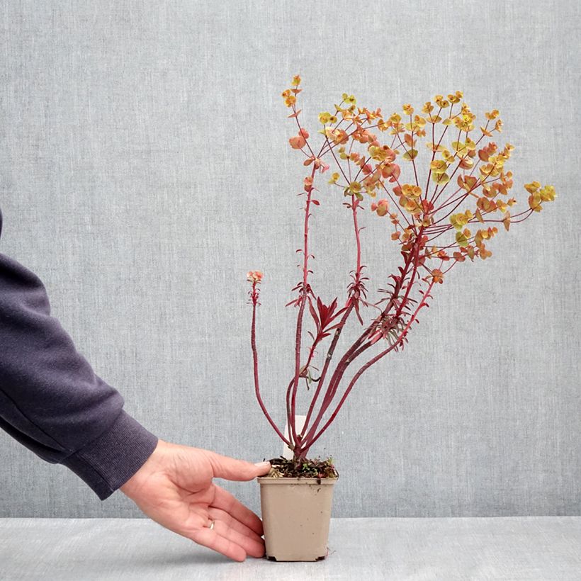 Example of Euphorbia characias Miners Merlot - Euphorbe Godet de 8/9 cm as you get in printemps