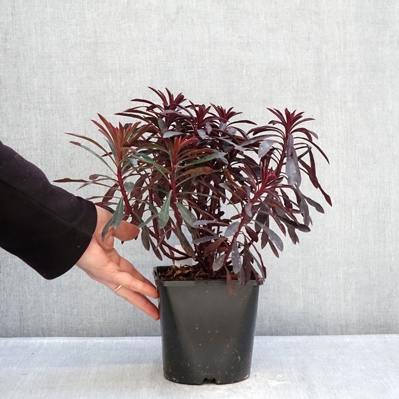 Example of Euphorbia characias Miners Merlot - Euphorbe Pot de 1L/1,5L as you get in hiver