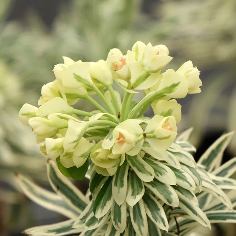 Euphorbia characias Tasmanian Tiger - Euphorbe panachée (Floraison)