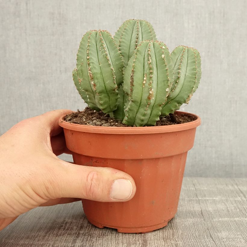 Spécimen de Euphorbia glauca Pot de 12 cm / 13 cm tel que livré au printemps