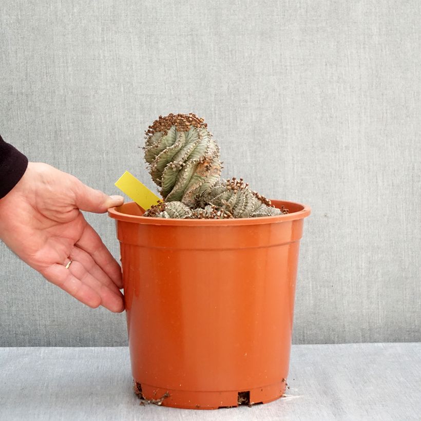 Spécimen de Euphorbia horrida Alba - Euphorbe Pot de 4L/5L, 18/20 diamètre tel que livré en automne