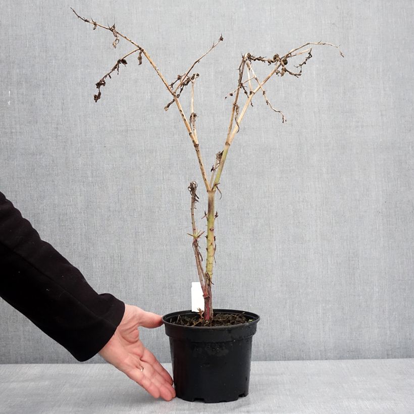 Example of Euphorbia lathyris - Euphorbe des Jardins Pot de 2L/3L as you get in hiver