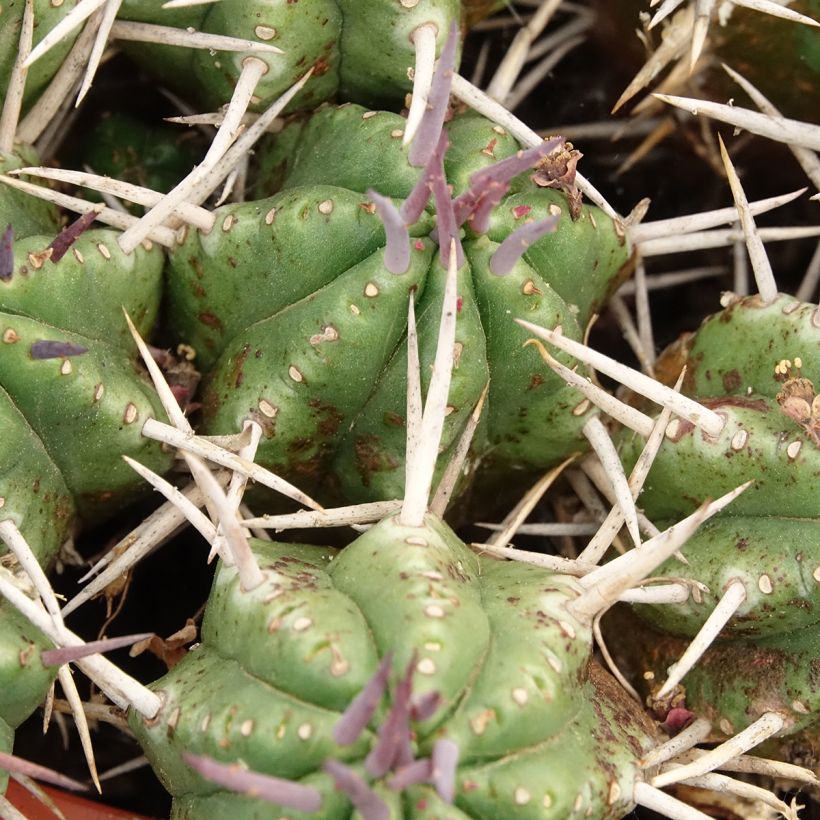 Euphorbia mammillaris - Euphorbe (Feuillage)