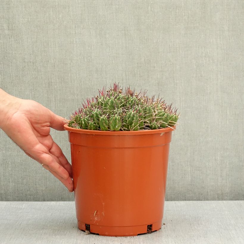 Spécimen de Euphorbia mammillaris - Euphorbe Pot de 4L/5L, 20/25 diamètre tel que livré au printemps